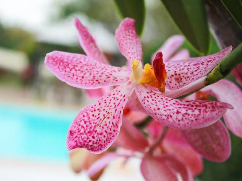 Kanvela Resort Kanchanaburi Eksteriør billede